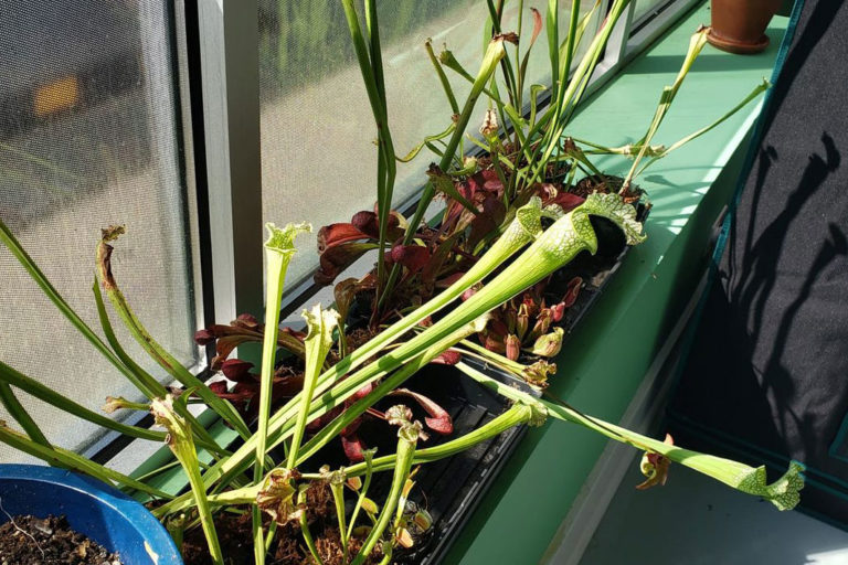 Carnivorous-plants